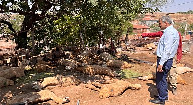 İçtikleri sudan zehirlendikleri öne sürülen 60 küçükbaş öldü