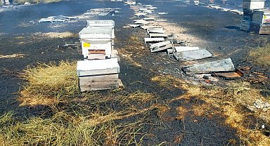 İncirliova'da çıkan ot yangınında 250 kovan kül oldu