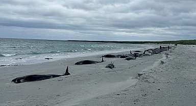 İngiltere'de kıyıya vuran 77 balina öldü