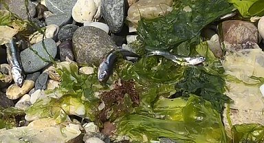 İstanbul - Avcılar Sahili'nde ölü balıklar kıyıya vurdu