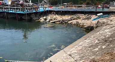 İstanbul - Avcılar'da cinayet: Önce bıçakladılar sonra denize attılar