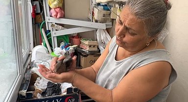 İstanbul - Avcılar'da yavru kumruyu itfaiye kurtardı