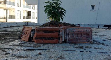 İstanbul- Büyükçekmece'de çatıda kenevir yetiştiren şüpheli yakalandı