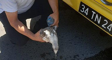İstanbul - İETT şoförü otobüse çarpan martıyı veterinere götürdü