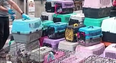 İstanbul - Şişli'de 85 kediyi alıkoyan kadına 613 bin lira para cezası