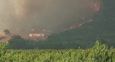 İznik'te orman yangını