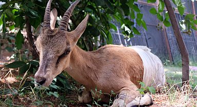 Jandarmanın yaralı bulduğu dağ keçisi tedaviye alındı