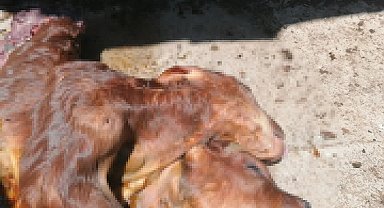 Kastamonu'da çift başlı buzağı ölü doğdu