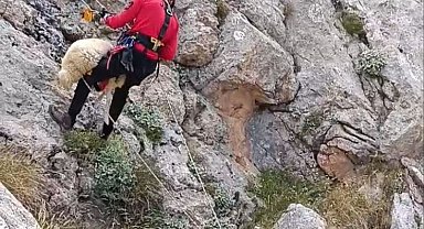 Kayalıkta mahsur kalan çoban ve koyunu, AFAD ve jandarma kurtardı