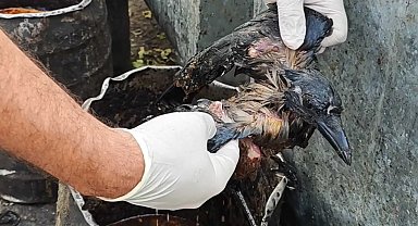 Kazana düşen karga, veteriner hekimin dikkati ile kurtarıldı