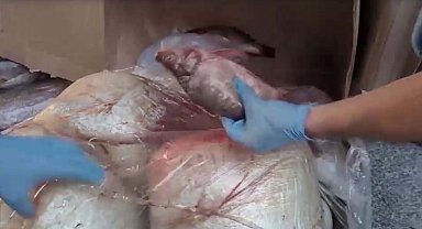 Kokmuş balıkla uyuşturucu sevkiyatına 7 tutuklama