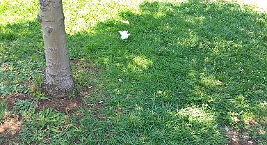 KPSS'nin ardından, parkta dinlendiği ağacın altında başına yorgun mermi isabet etti