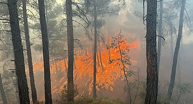 Kütahya'da orman yangını