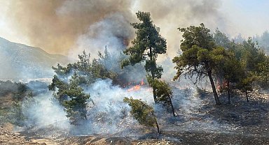 Manisa'da orman yangını