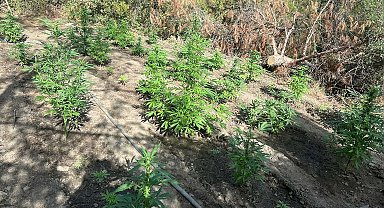 Manisa'da ormanda Hint keneviri yetiştiren 2 şüpheli tutuklandı