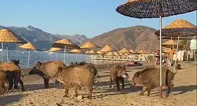Marmaris'te domuzlar sahile indi