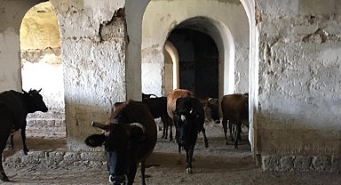 Mecidiye Tabyası, 'ahıra döndü'