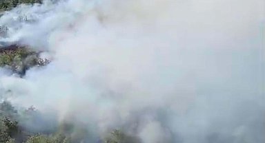 Muğla'da orman yangını