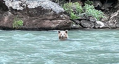 Munzur Nehri'nde serinleyen bozayı kamerada