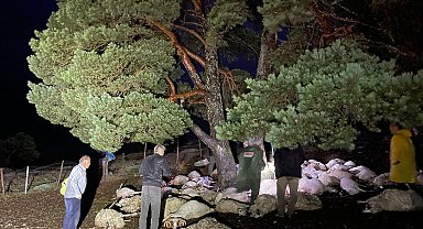 Sağanak sırasında yıldırım düştü, ağacın altındaki 76 koyun öldü