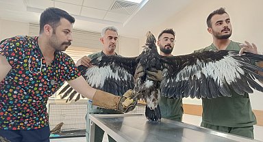 Siirt'te 7 ayda yaralı 77 yabani kanatlı hayvan tedavi edildi