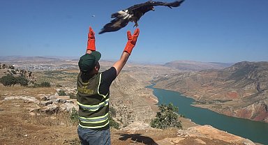 Siirt'te bitkin halde bulunan kaya kartalı, tedavisinin ardından doğaya bırakıldı