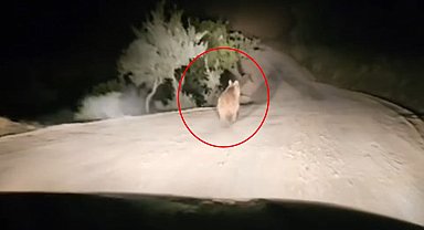 Siirt'te, yangından kaçan hayvanlar görüntülendi