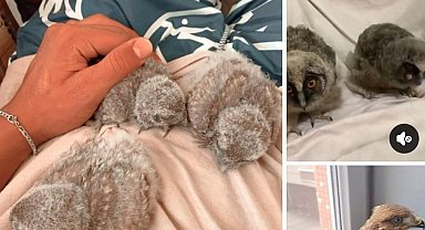 Sosyal medyada bukalemun, baykuş ve yılan satışına 230 bin TL ceza