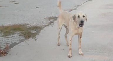 Spor yaparken başıboş köpeklerin saldırısında yaralandı