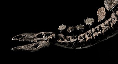Stegosaurus türü dinozor fosili, ABD'de 44,6 milyon dolara satıldı