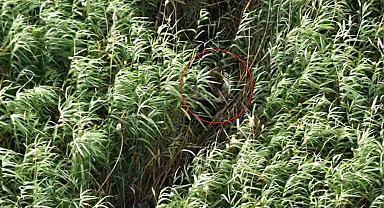 Sülük toplamak için gittiği sazlıklarda kayboldu, dronla yeri tespit edilip 18,5 saat sonra kurtarıldı