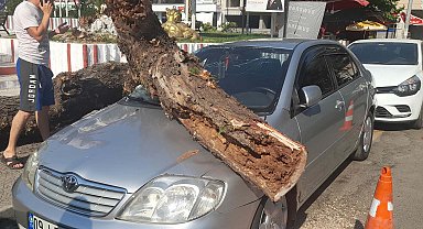 Tahtakurusunun çürüttüğü ağaç, park halindeki otomobilin üzerine devrildi
