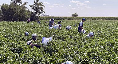 Tava ciğerin vazgeçilmezi acı biber strese girince, hasadı geç başladı