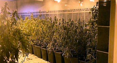 Tekirdağ'da iş yerinde bin 973 kök skunk ve 16 kilo esrar ele geçirildi