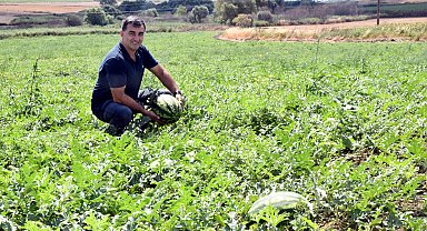 Tekirdağ'da karpuzda 'kırmızı örümcek' zararı