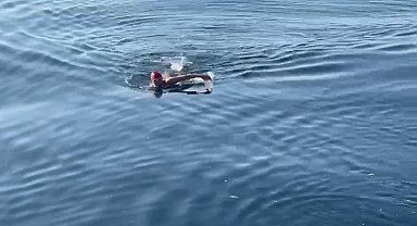 Türk sporcu Deniz, köpekbalıklarıyla dolu kanalı 14 saat 49 dakikada yüzerek geçti