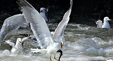 Van'da 2,5 ayda 69 ton inci kefali ele geçirildi; kaçak avcılara 2,2 milyon lira ceza kesildi