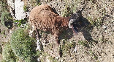 Van'da kurtların saldırdığı sürüde 120 koyun öldü