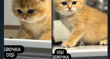 Yabancılar, elektronik sigaradan evcil hayvana kadar pek çok ürünü internetten satışa çıkardı