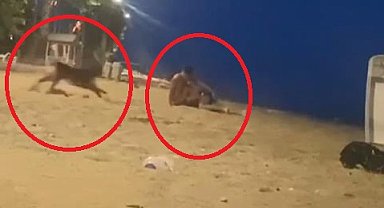 Yalova'da sahipli köpeğin saldırdığı kişi hafif yaralandı