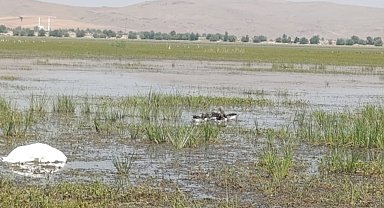 Yaralı bulduğu yaban kazlarını tedavi ettirip, yavrularıyla 250 kilometre mesafedeki göle bıraktı