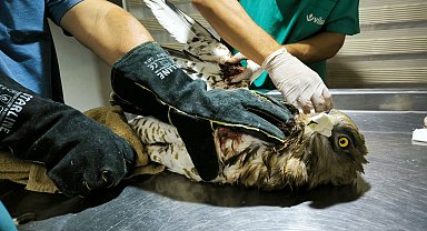 Yaralı kartal tedavi altına alındı