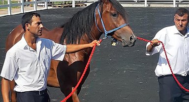 Yarış tayları ev fiyatına alıcı buldu