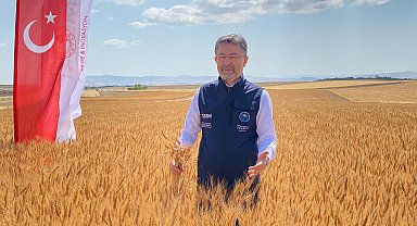 Yerli tohumlar 'Selami Bey' ve 'Ayten Hanım', çiftçiden tam not aldı