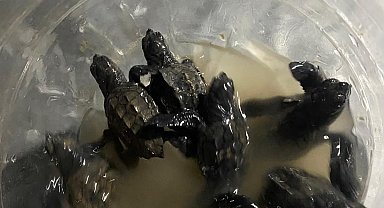 Yumurtalık sahilindeki yavru caretta caretta yavruları koruma altına alındı