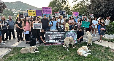 12 yıldır sokak hayvanlarına şiddet olmayan Tunceli'de, belediyelerden 'ötanazi yapmama' açıklaması