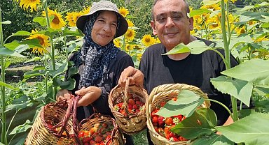 1200 rakımda 18 bin çilek fidesi yetiştirdi