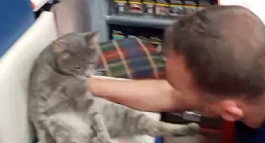 'Bal' yiyen kedinin fenalaşması kamerada