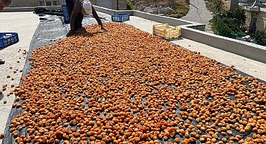 'Ekolojik tarım' yapılan köyde 160 ton erik kurutuluyor