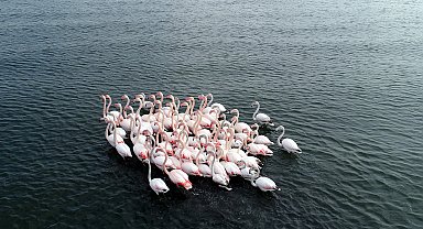 'Flamingolar bu yıl geç geldiler ama çok geldiler'